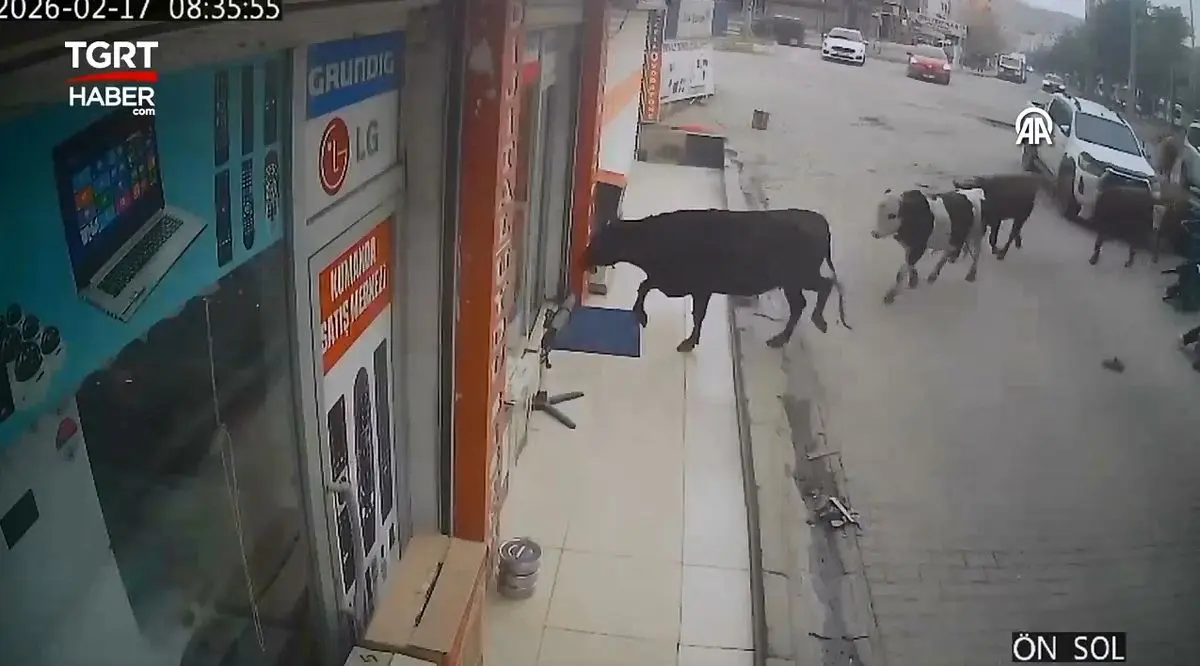 لحظه جالب ورود گاوها به فروشگاه لوازم خانگی؛ خیلی منظم و مرتب! + فیلم