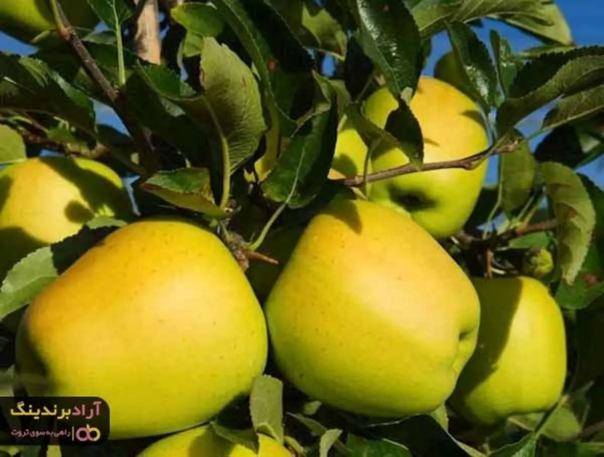 سیب زرد فرانسه مفید برای کاهش وزن و تناسب اندام