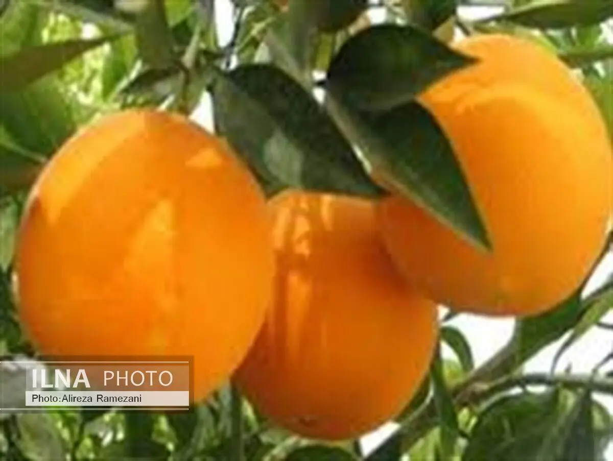 تولید مرکبات مازندران پاسخگوی بخش اعظم تقاضای داخل استان و کشور است