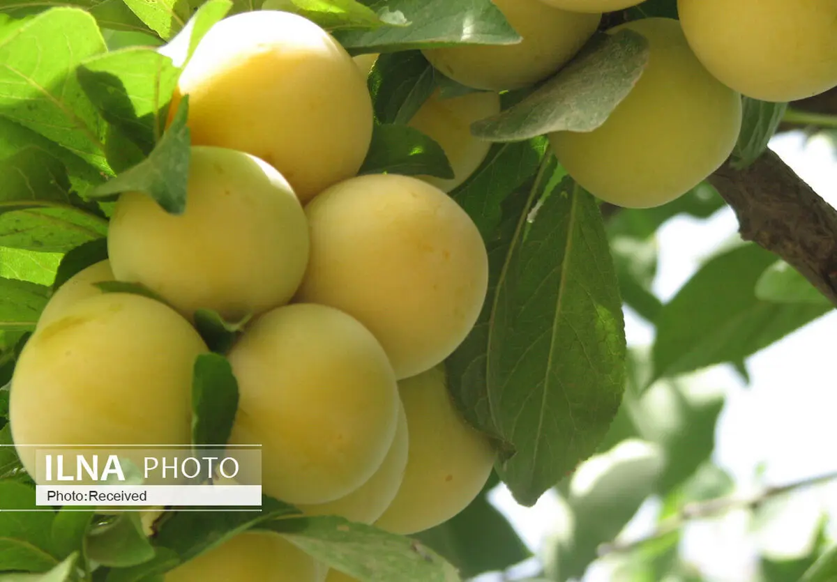 آغاز برداشت آلو از ۹۲۰ هکتار از باغات قزوین
