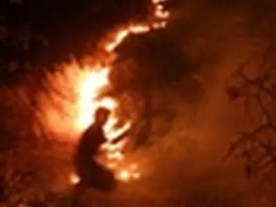 ۲۵۰ هکتار از جنگل‌های استان فارس در آتش سوخت