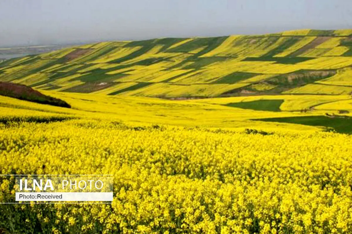 آغاز برداشت کلزا در فارس از نیمه فروردین