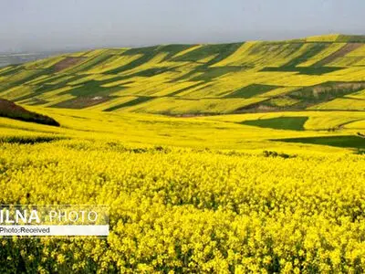 آغاز کشت دانه روغنی کلزا در 5000 هکتار از اراضی استان قزوین