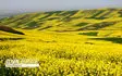 ۷۹۰ تن کلزا از کشاورزان فارس خریداری شد  