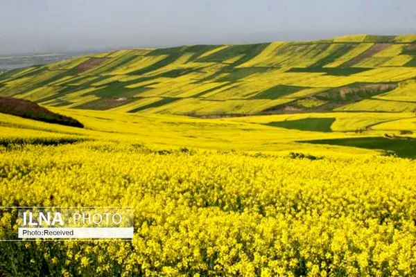 شروع برداشت دانه‌های روغنی کلزا در رودان
