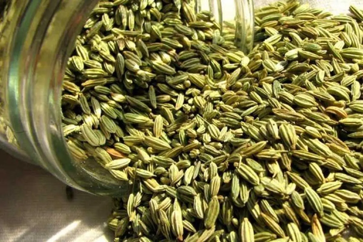کشت زیره سیاه کوهی برای اولین بار در شهرستان خوشاب 