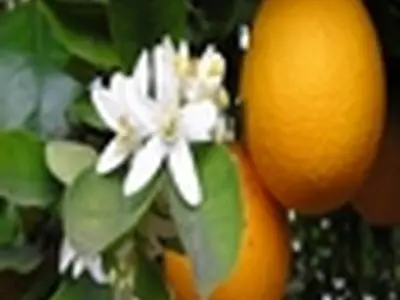 بیماری " گرینینگ " تهدیدی برای مرکبات جنوب کشور