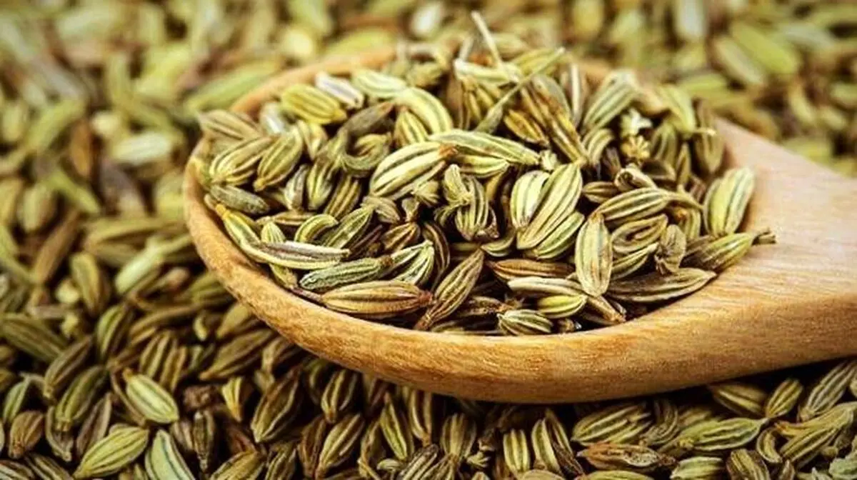 راه اندازی نخستین بورس زیره سبز کشور در شهرستان تربت حیدریه