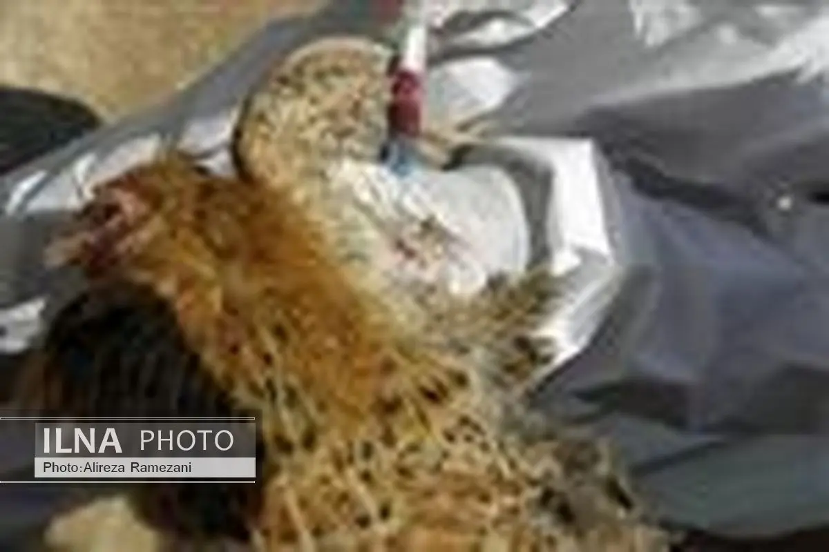 آغاز اجرای طرح سراسری پایش مراقبت آنفلوآنزای پرندگان در کهگیلویه وبویراحمد