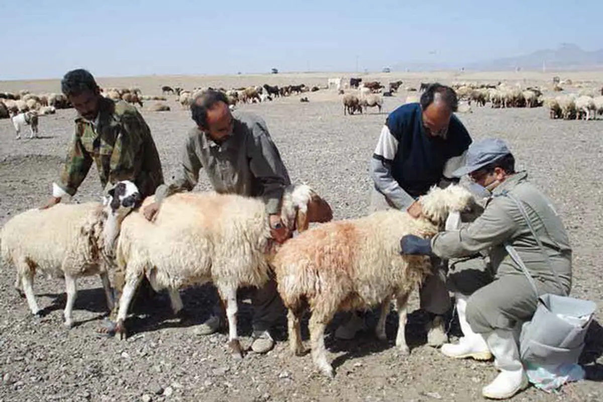 سرایت طاعون نشخوارکنندگان به انسان ممکن نیست/ ۵۹ میلیون راس دام اهلی را واکسینه کردیم/ موارد گزارشی مربوط به حیات وحش طالقان است