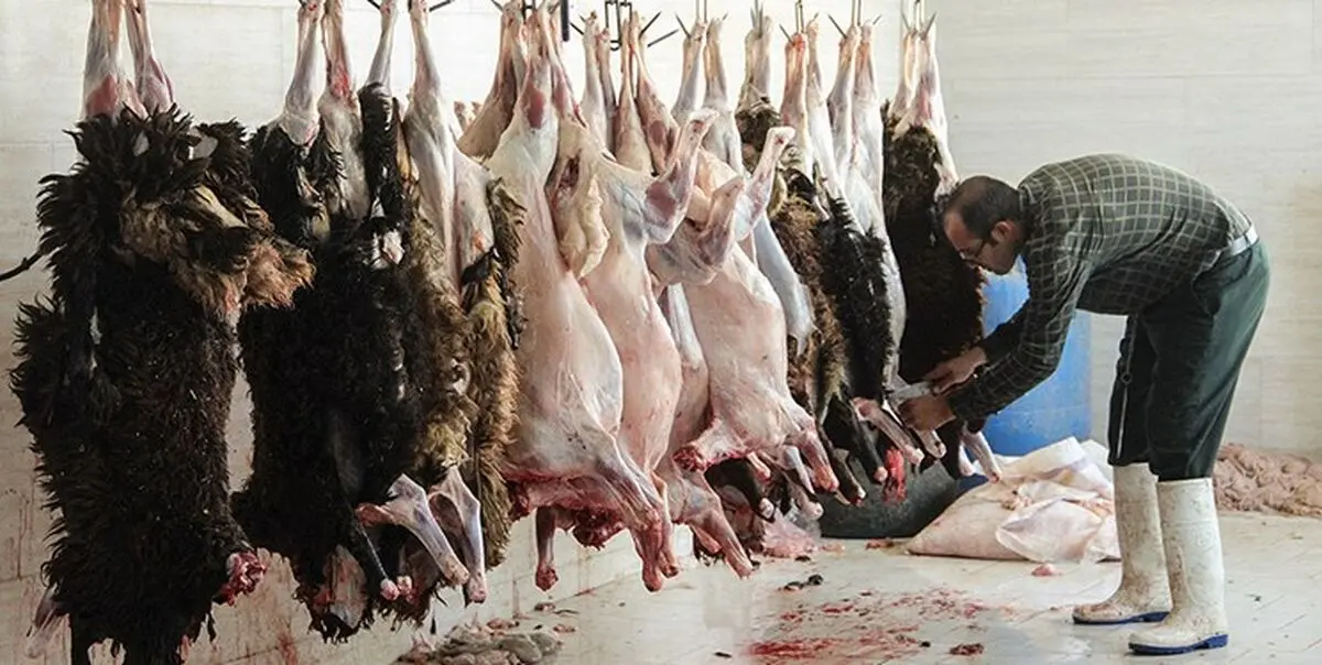 امحاء گوشت و آلایش دامی غیربهداشتی در شهرستان کرمانشاه