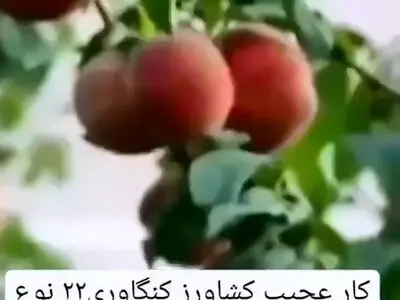 وقتی همه‌ی میوه‌های یه باغ روی یک درخت است! + فیلم