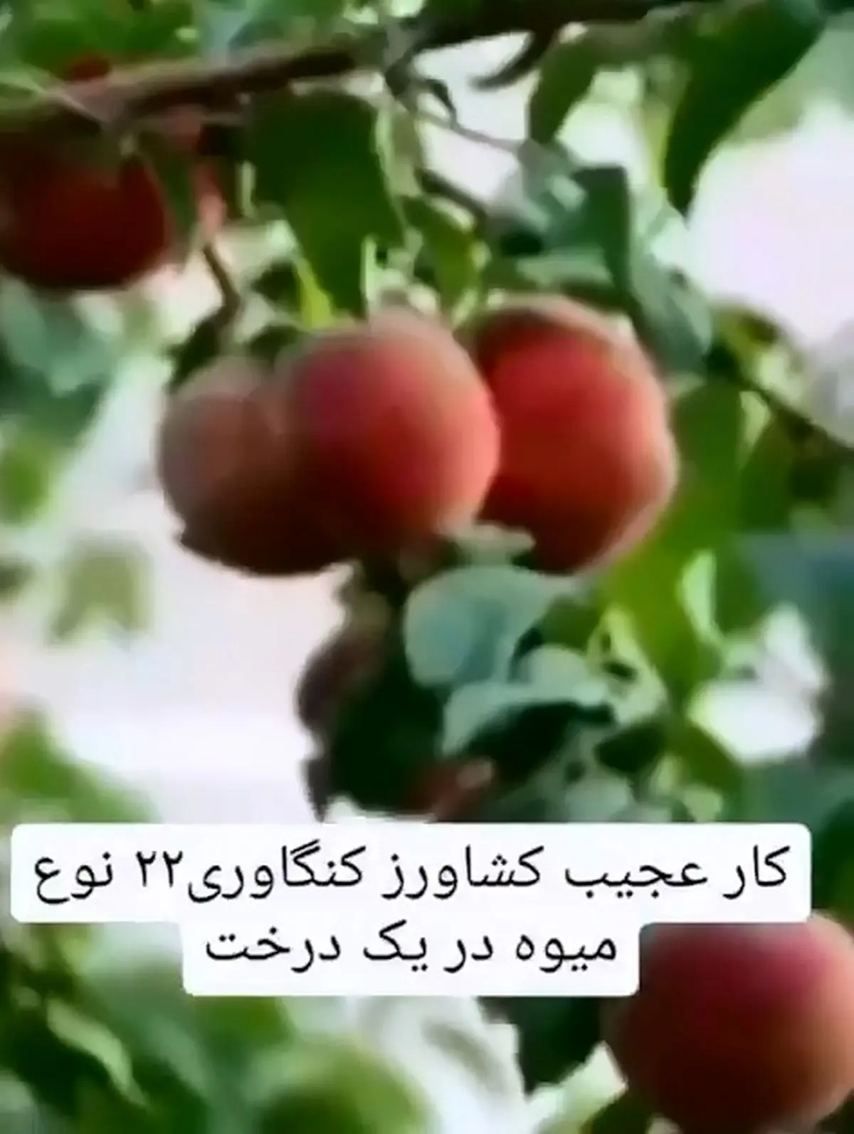وقتی همه‌ی میوه‌های یه باغ روی یک درخت است! + فیلم