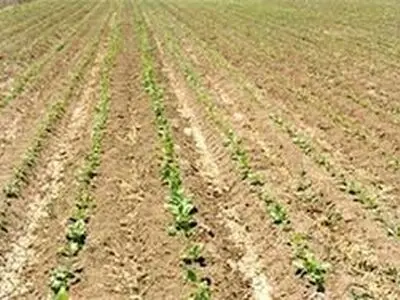 پیش بینی کشت ۱۱ هزار هکتار چغندرقند بهاره