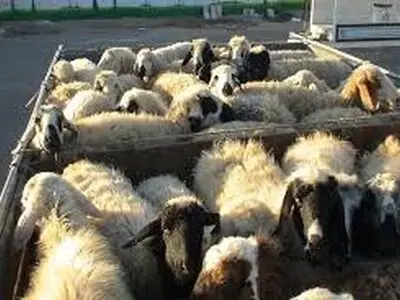 کشف بیش از 30 هزار راس دام قاچاق از مرزهای آذربایجان‌غربی