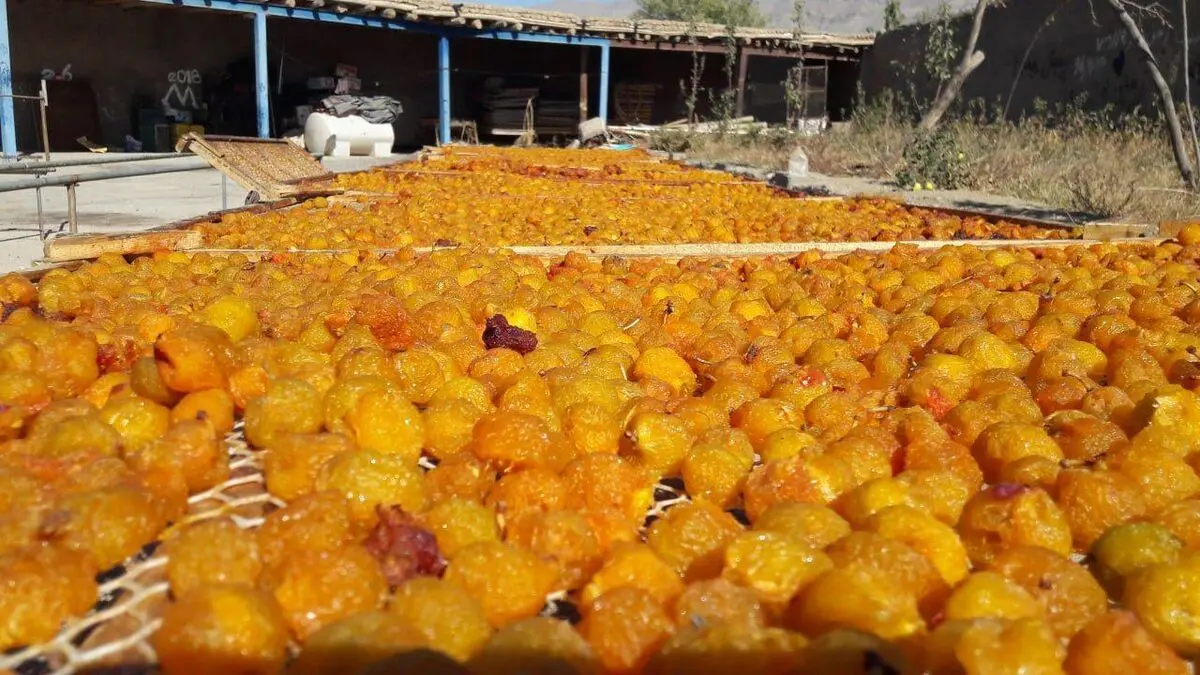 آغاز برداشت ۴٢ هزار تُن آلو از شهرستان نیشابور و زبرخان