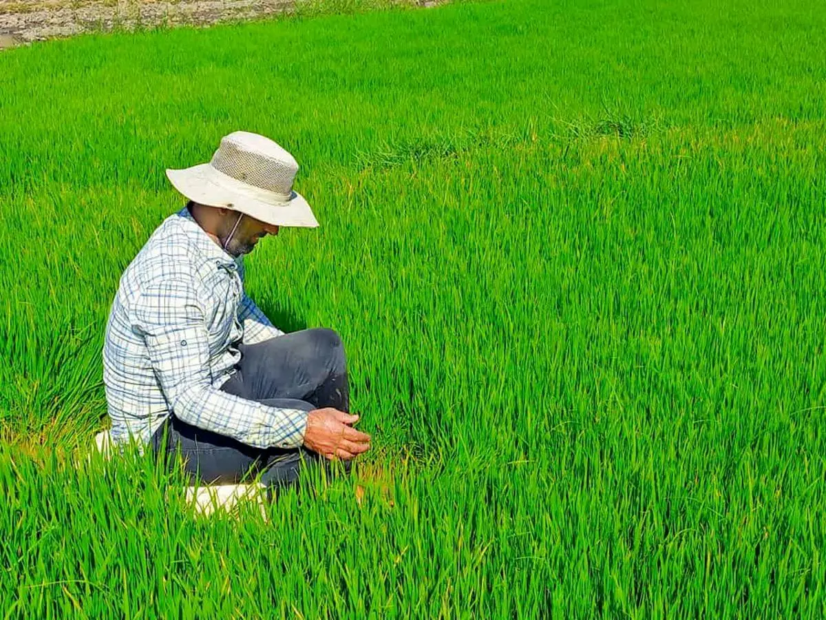 خیز بلند بخشداری سوسن برای ثبت ملی برنج بخش سوسن
