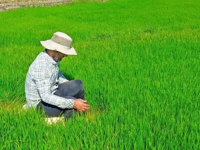 خیز بلند بخشداری سوسن برای ثبت ملی برنج بخش سوسن