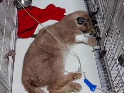 اعلام جزئیات قرنطینه در پردیسان: مانند کرونا تا ۱۴ روز منتظر می‌مانیم