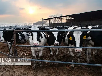 خودکفایی در تولید شیر با تلیسه نمونه