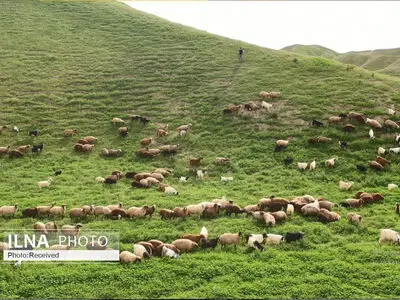  با متخلفان کشتار غیرمجاز دام در کرمانشاه برخورد جدی می‌شود