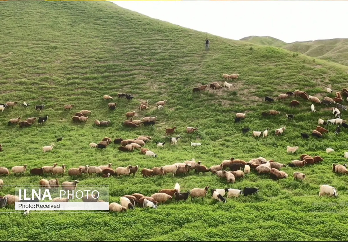  با متخلفان کشتار غیرمجاز دام در کرمانشاه برخورد جدی می‌شود