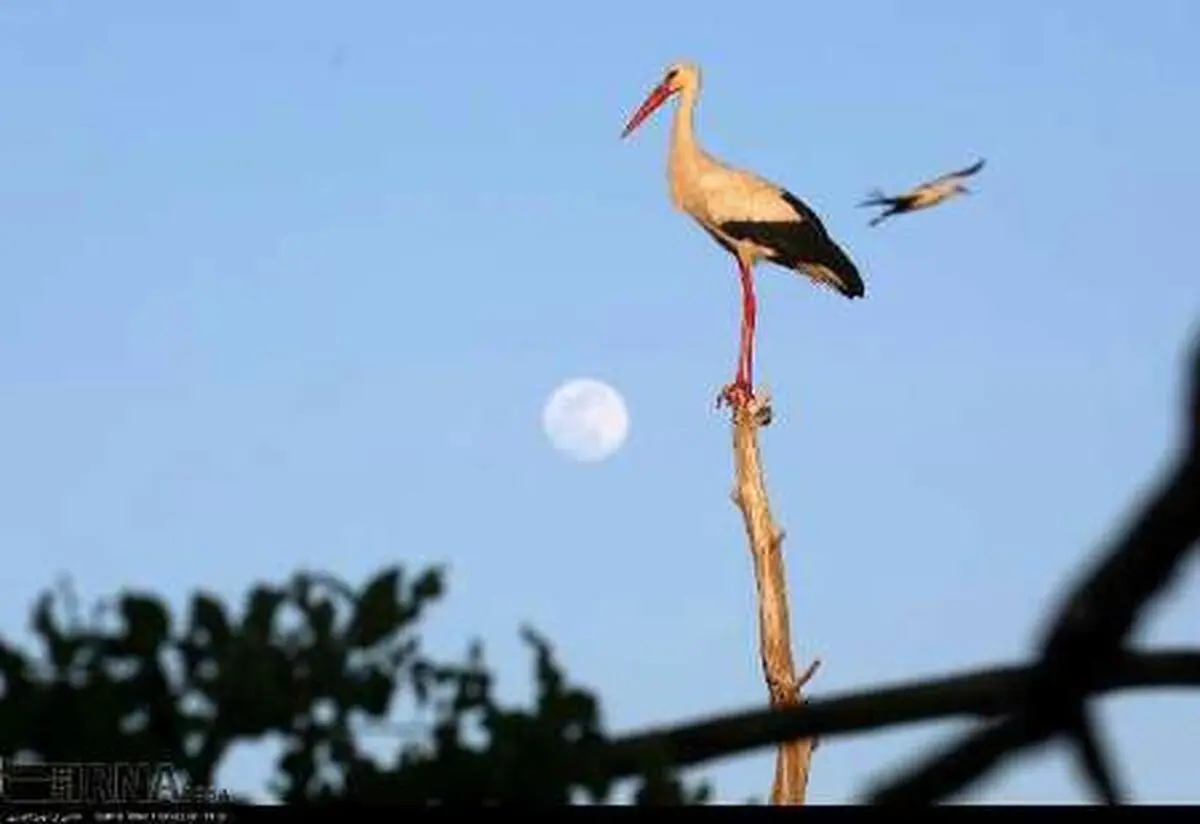 راه‌اندازی کارگروه تخصصی پرنده‌نگری در کردستان 