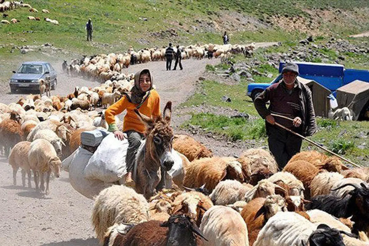 آغاز کوچ 4 ماهه 100 هزار راس دام عشایر استان های همجوار به مناطق ییلاقی دامغان