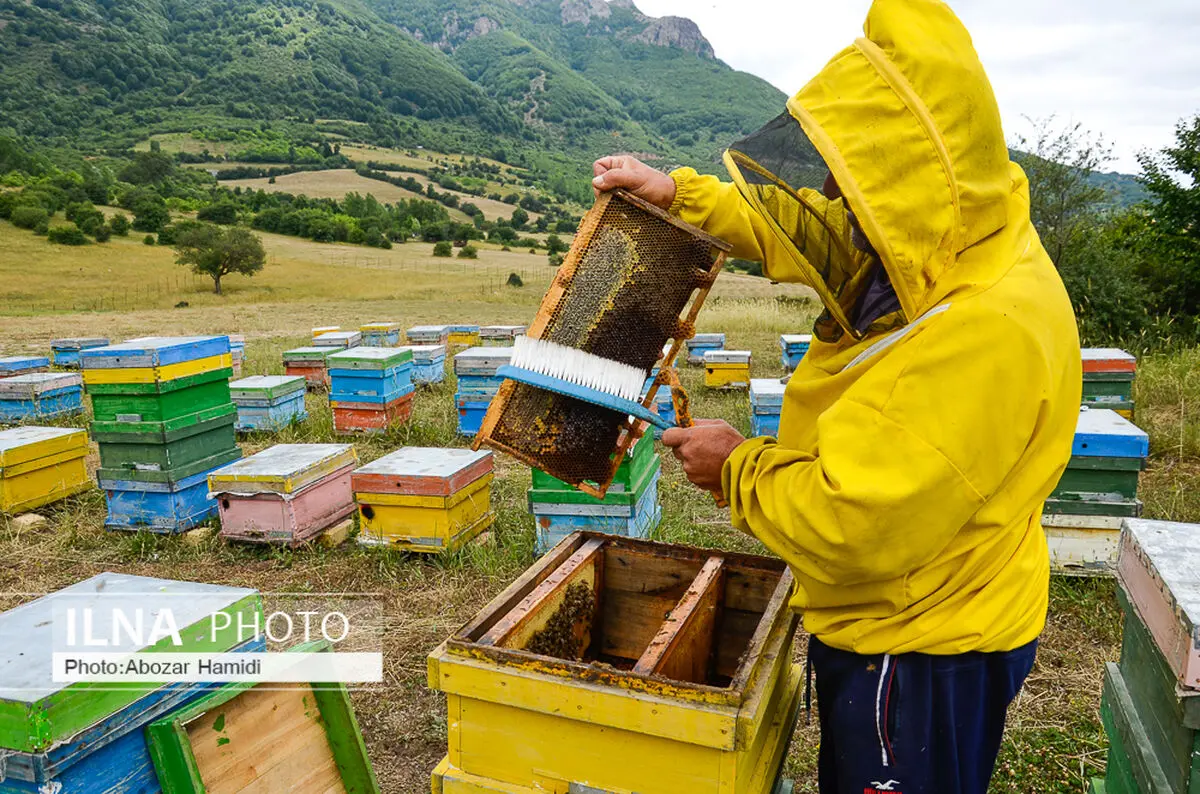 کارشناسان پهنه های تولیدی فارس، آماده سرشماری زنبورستان ها می شوند