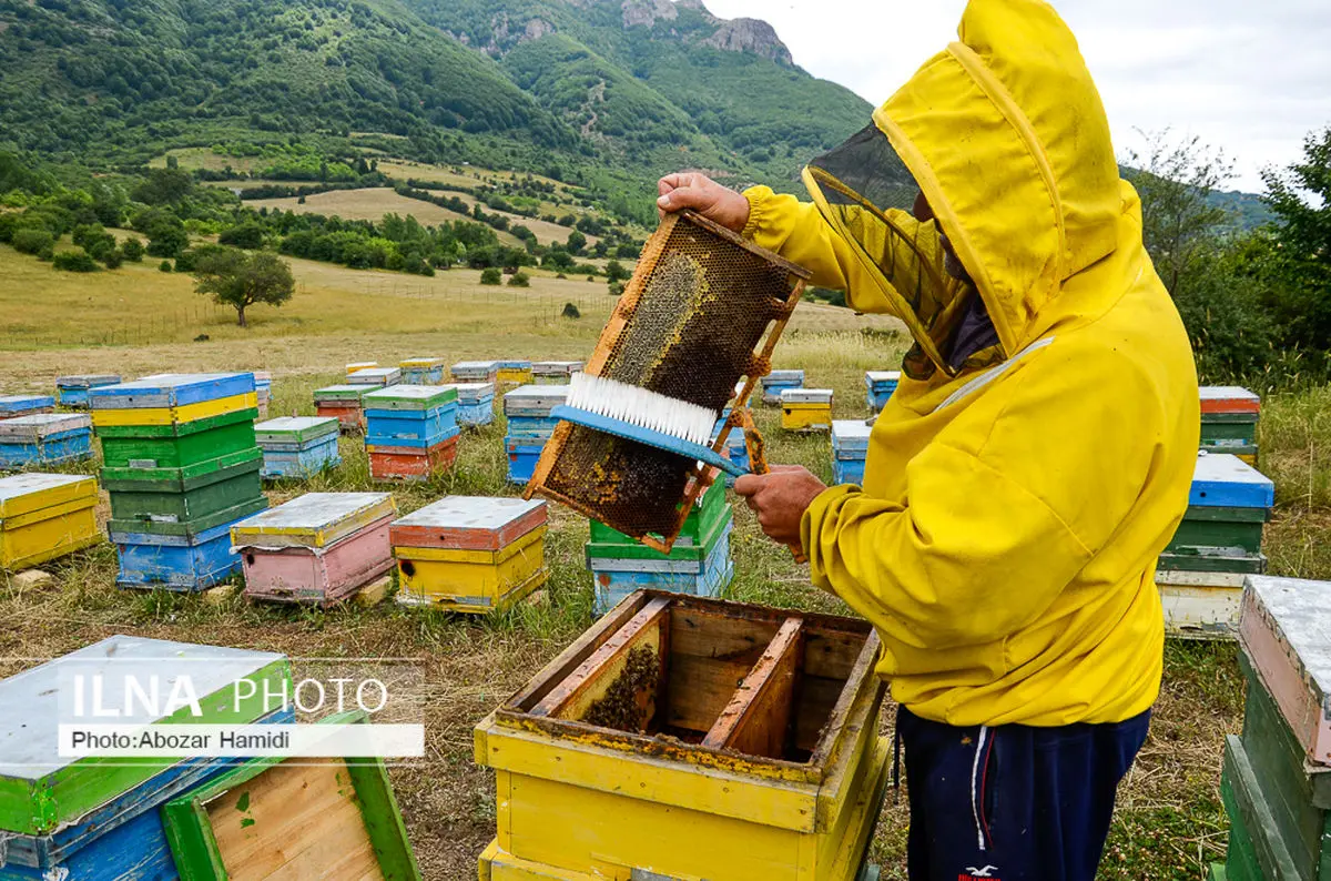 کارشناسان پهنه های تولیدی فارس، آماده سرشماری زنبورستان ها می شوند