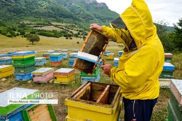زنبورداری و تولید عسل در داماش گیلان 