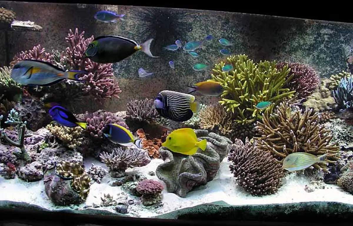 راهنمای خرید آکواریوم، انواع و ابعاد آن 