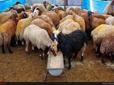 اعلام ساعت کاری جایگاه‌های عرضه دام/مردم در خانه‌ها ذبح نکنند