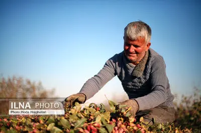 برداشت پسته از باغات نیشابور