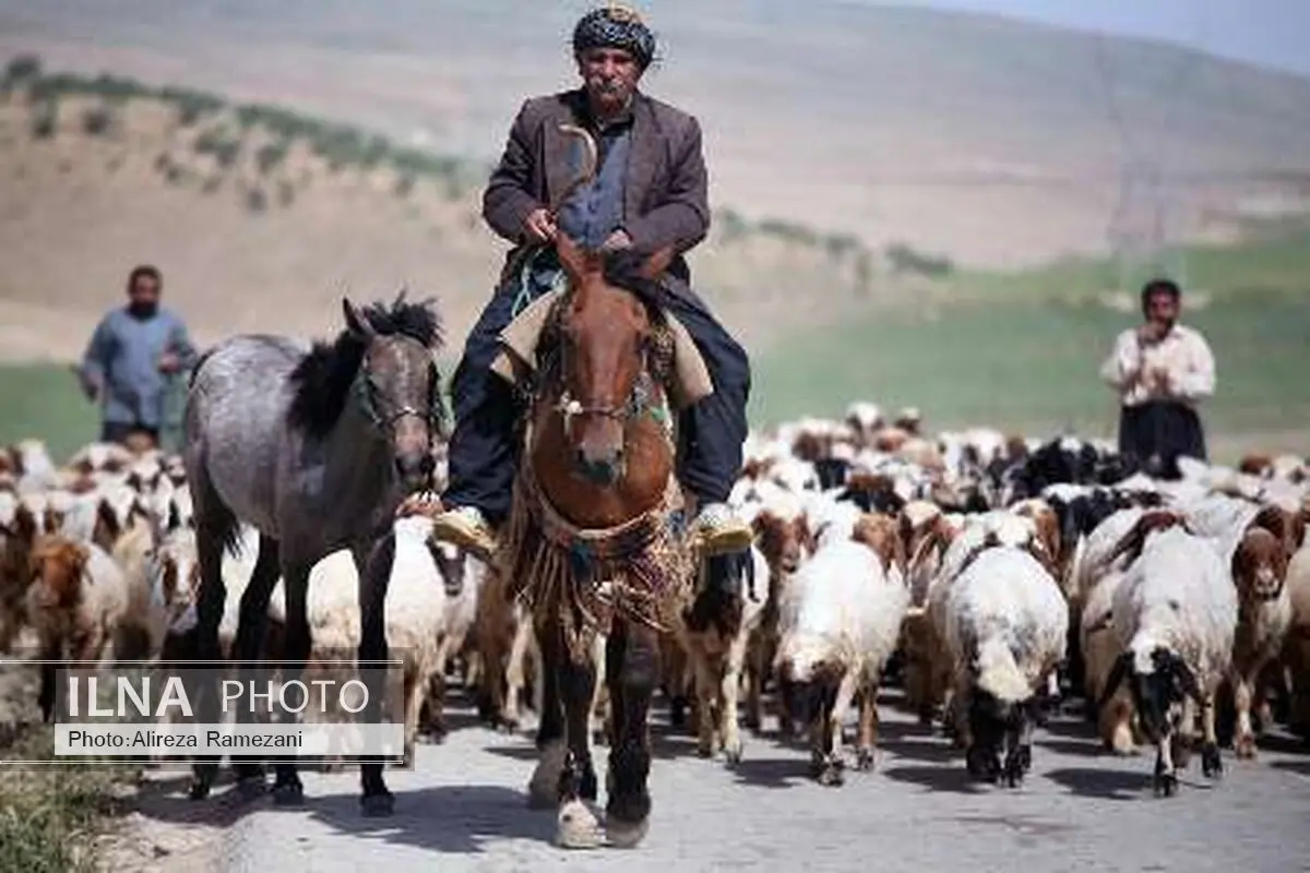 سالانه ۱۱۰۰ تن گوشت قرمز توسط عشایر گیلانغرب تولید می‌شود