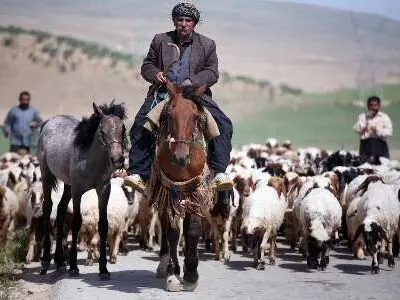 سالانه ۱۱۰۰ تن گوشت قرمز توسط عشایر گیلانغرب تولید می‌شود