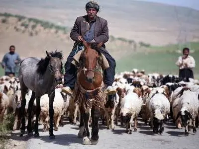 سالانه ۱۱۰۰ تن گوشت قرمز توسط عشایر گیلانغرب تولید می‌شود