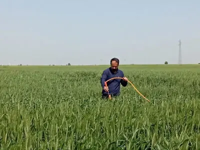 اجرای طرح پایلوت غنی‌سازی نان گندم در آبیک