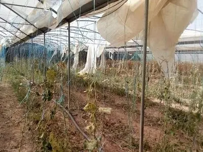 خسارت طوفان به 5 هکتار از تجهیزات گلخانه‌های منطقه شهدادی شهرستان حاجی‌آباد