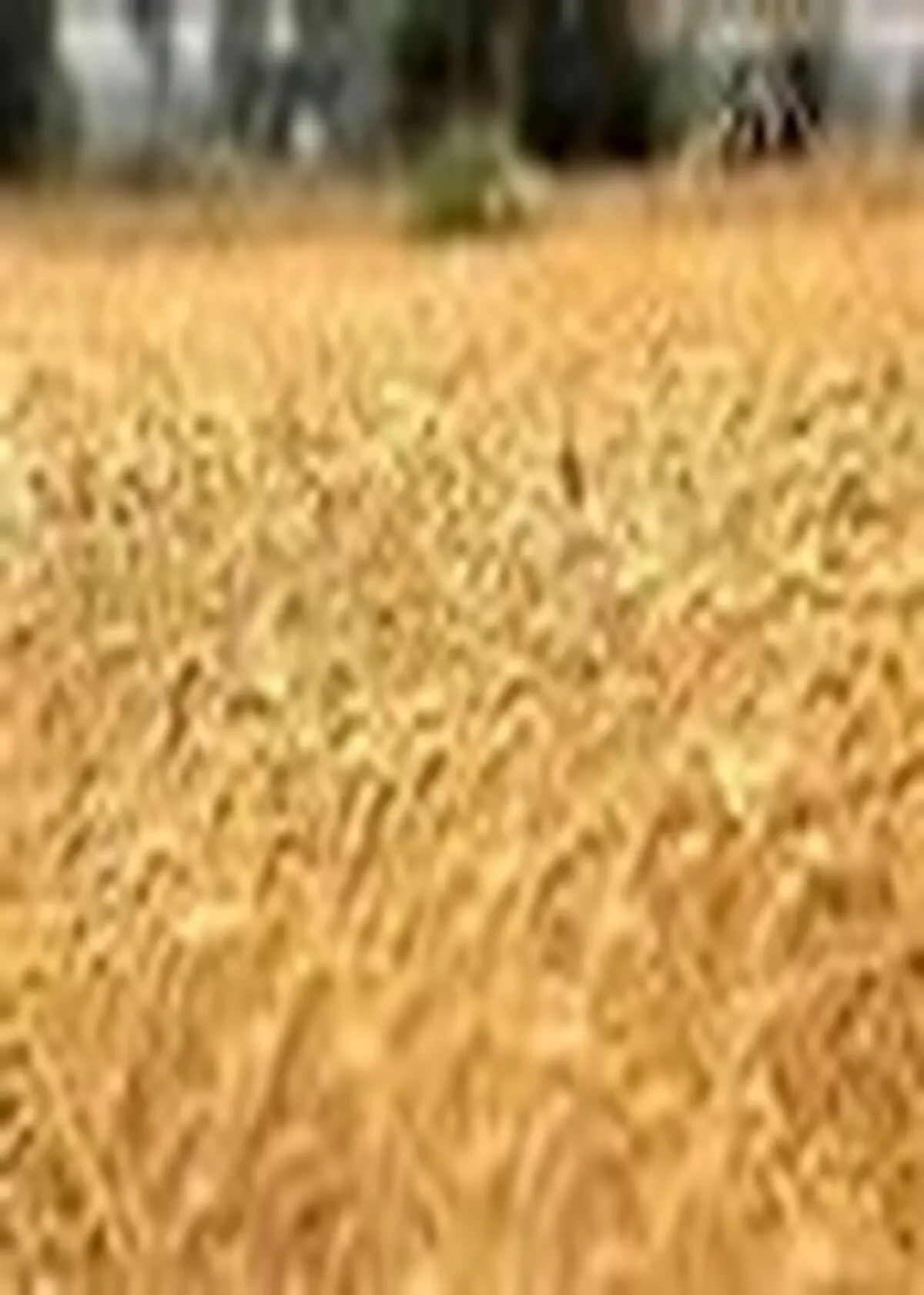 آغاز خرید تضمینی گندم در مازندران / پیش‌بینی برداشت بیش از ۲۰۰ هزار تن گندم