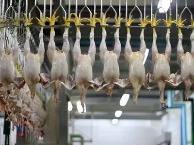 یازدهمین کشتارگاه صنعتی طیور خوزستان در اهواز، آغاز بکار کرد