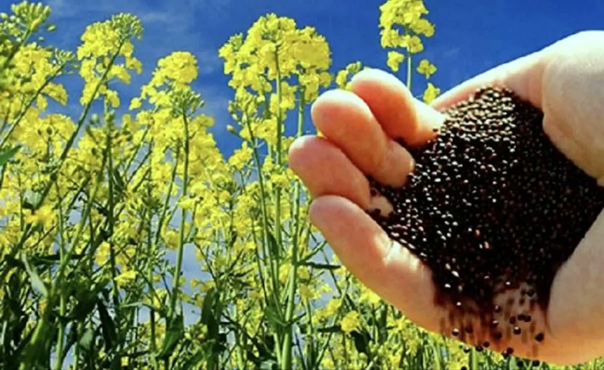 پرداخت نقدی همزمان با تحویل کلزا برای نخستین‌بار در کشور