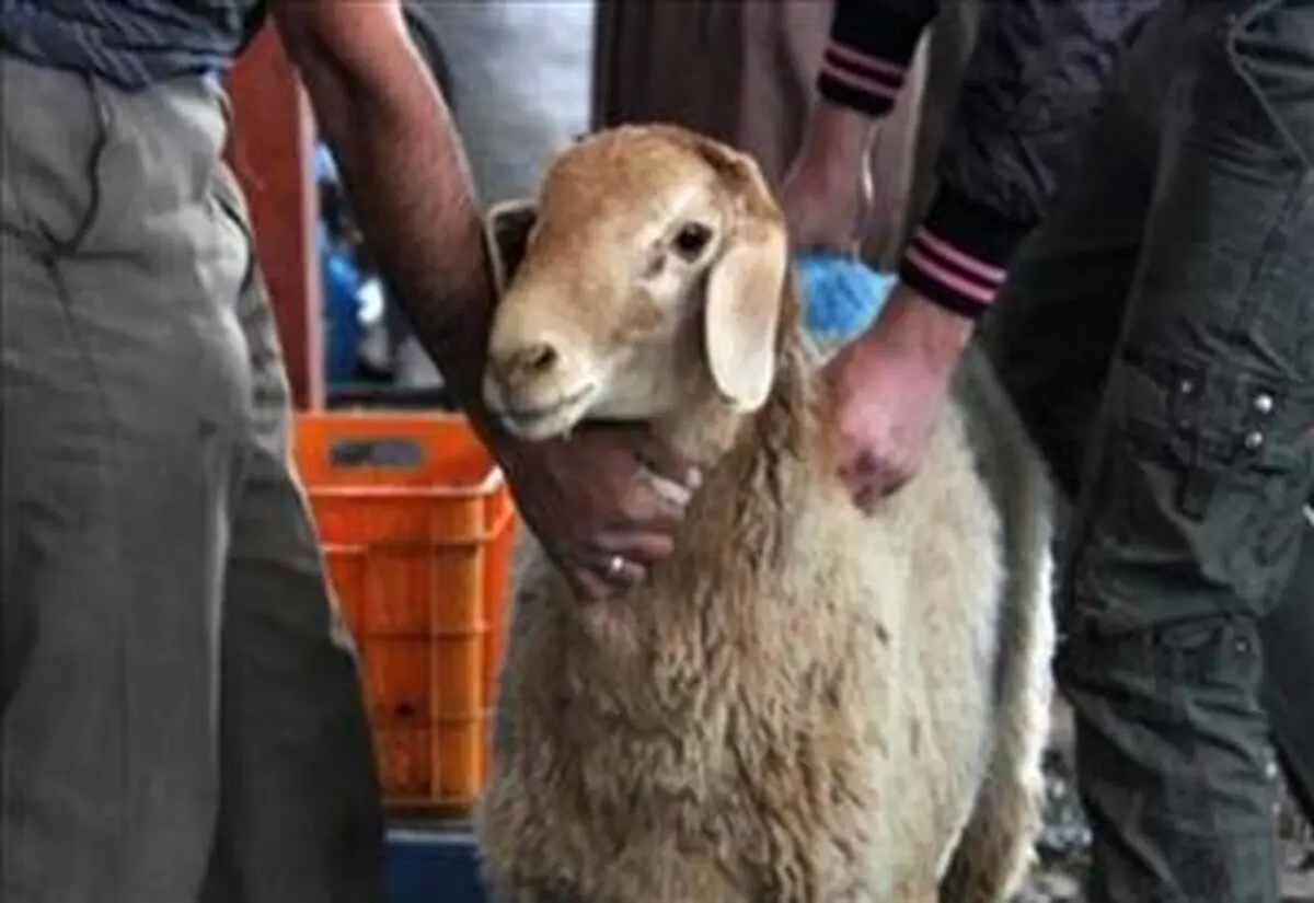 تشکیل ۷۷ گروه برای نظارت بر روند قربانی دام در فارس