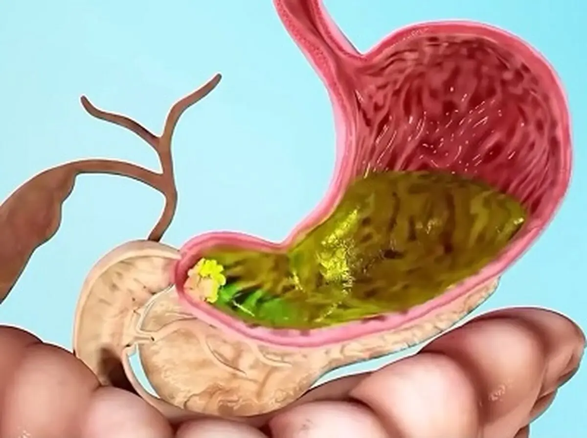 آنچه در سیستم گوارش بر سر غذا می‌آید + فیلم