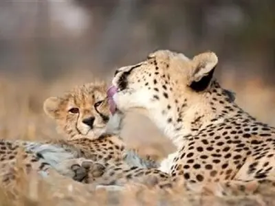 ثبت تصویری جدید از تلما؛ ماده‌یوز آسیایی در توران