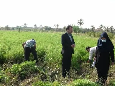 آغاز برداشت گیاه دارویی «به لیمو» در شهرستان  قصرشیرین 