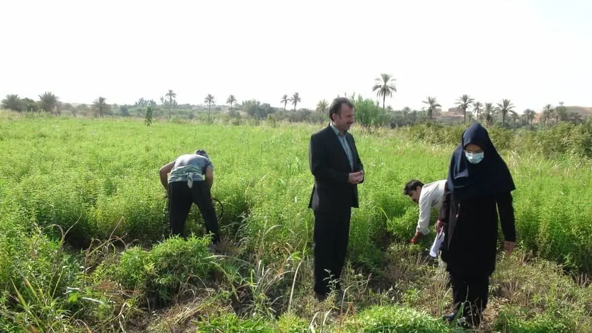 آغاز برداشت گیاه دارویی «به لیمو» در شهرستان  قصرشیرین 