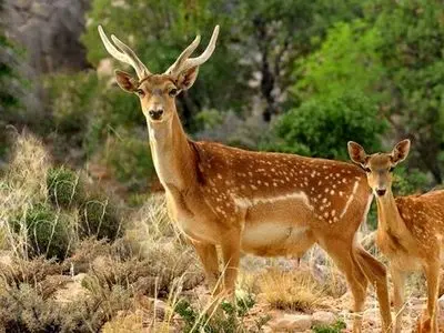 پروژه احیای گوزن زرد ایرانی در روشن‌کوه فارس وارد مرحله اجرا می‌شود