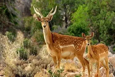 پروژه احیای گوزن زرد ایرانی در روشن‌کوه فارس وارد مرحله اجرا می‌شود
