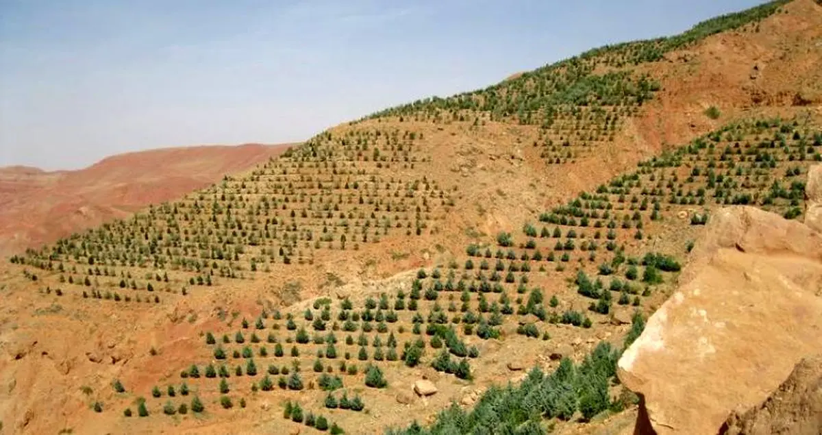 جنگل‌کاری 50 هکتار از اراضی طیخور/ اجرای طرح آبخیزداری در زرجه بستان